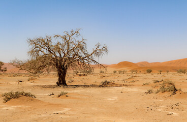 Naklejka na ściany i meble tree in the desert