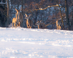 Chmara jeleni szlachetnych na zimowym polu
