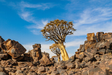 quiver tree in rocky landscape