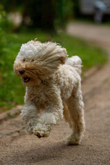 Seltener Australian Labradoodle