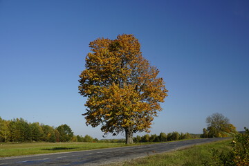 Fototapeta premium An old big oak tree by the road. Autumn landscape. sunny day