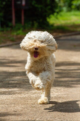 Seltener Australian Labradoodle