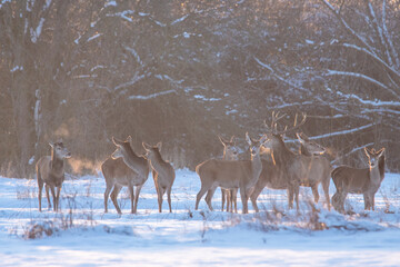 Chmara jeleni szlachetnych na zimowym polu
 - obrazy, fototapety, plakaty