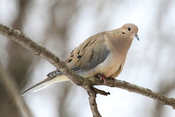Tourterelle triste sur une branche en forêt