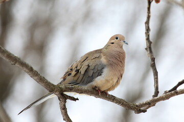 Tourterelle triste sur une branche en forêt