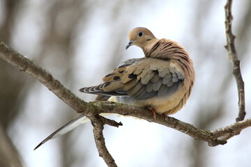 Tourterelle triste sur une branche en forêt