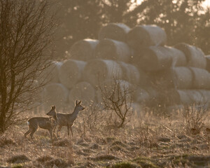Dzika natura w Polsce, dzikie zwierzęta w naturalnym pejzażu © Michał Kurzątkowski
