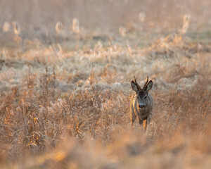Dzika natura w Polsce, dzikie zwierzęta w naturalnym pejzażu © Michał Kurzątkowski