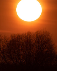 Dzika natura w Polsce, dzikie zwierzęta w naturalnym pejzażu © Michał Kurzątkowski