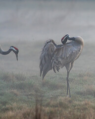 Dzika natura w Polsce, dzikie zwierzęta w naturalnym pejzażu © Michał Kurzątkowski
