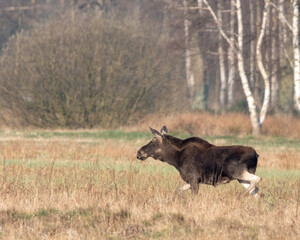 Dzika natura w Polsce, dzikie zwierzęta w naturalnym pejzażu © Michał Kurzątkowski