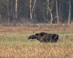 Dzika natura w Polsce, dzikie zwierzęta w naturalnym pejzażu © Michał Kurzątkowski