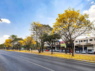 Yellow ipe street in Brasilia