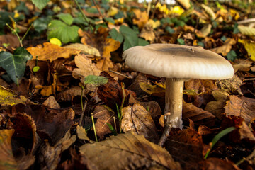 Champignon