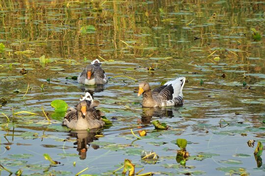 View of goose with lutus flowers on Sapanca Lake in Sakarya, Turkey.