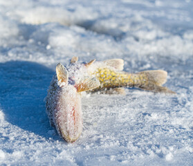 Great catch while ice fishing on fresh water lake