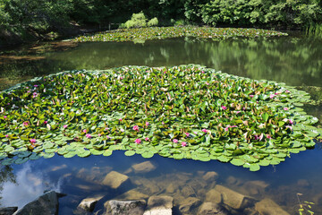 A field of pink water lilies in bloom in a forest pond. Lotus aquatic plant, beautiful flowers,...