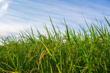 Obraz premium Green rice fields amidst nature