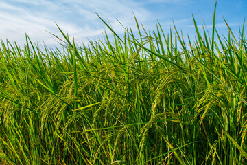 Green rice fields amidst nature