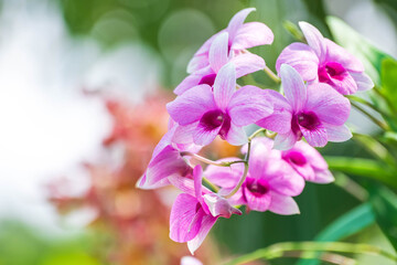Orchid flower in orchid garden at winter or spring day. Orchid flower for postcard beauty and agriculture design. Beautiful orchid flower in garden,  on green nature blur background