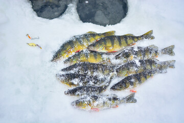 Great catch while ice fishing on fresh water lake