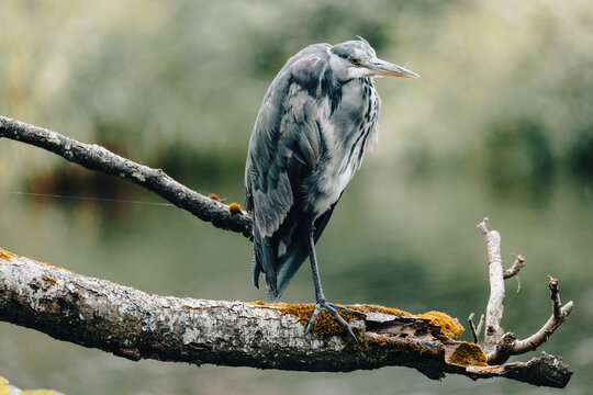 Birds By The River Lee, Ireland