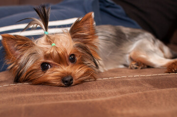 yorkshire terrier lies on a brown sofa and looks straight