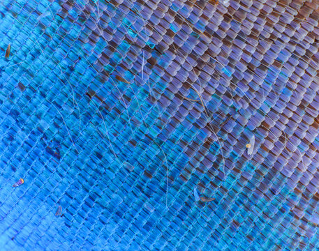 scales on the wings of blue morpho