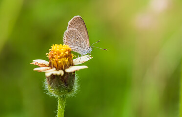 butterfly on a flower