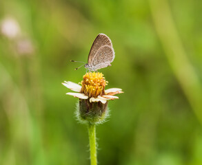 butterfly on a flower