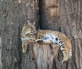 wild bobcat resting in a tree 