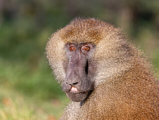 baboon sitting on the ground