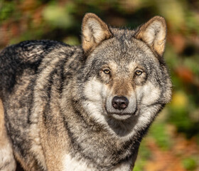 Naklejka na ściany i meble grey wolf canis lupus