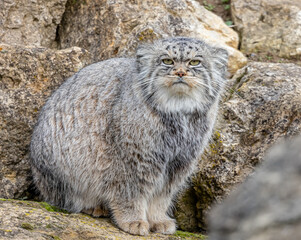 pallas cat climbing