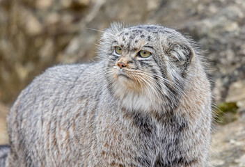 pallas cat on rocks