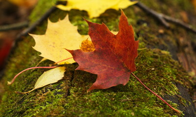 a red maple leaf on the trunk of a fallen tree