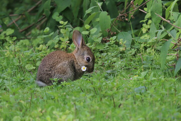 Lapin