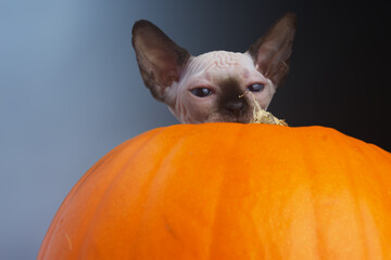 Blue eyed Hairless Canadian Sphynx Cat/kitten portrait jumping out of halloween pumpkin on isolated black background