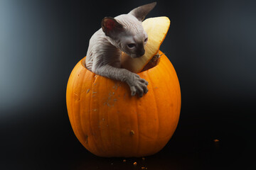 Blue eyed Hairless Canadian Sphynx Cat/kitten portrait jumping out of halloween pumpkin on isolated black background