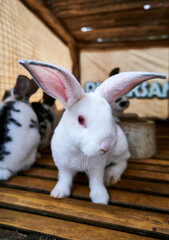 close-up of cute little bunny