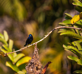 bird on the branch