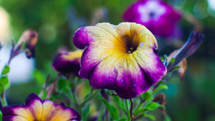 Macro de pétales de fleurs violettes