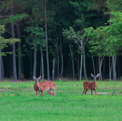 Trio of whitetail does