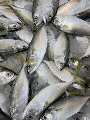 fresh fish on ice