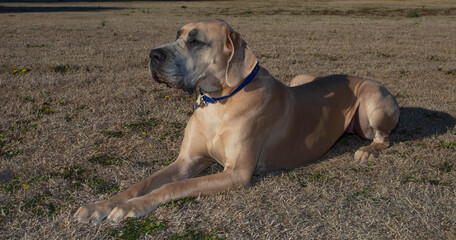 Tan Great Dane laying on a winter field