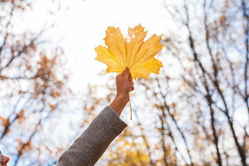  leaves on the background of an autumn park