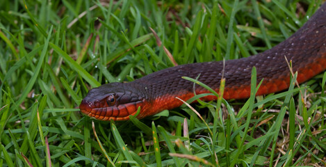 Red bellied snake up close
