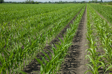 Fototapeta na wymiar Green corn field in sun light. Young corn plants. Maize seedling in agricultural farm.