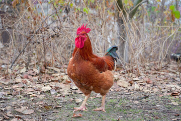 One beautiful homemade red big cock is walking around the farm.