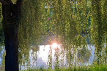 Green willow branches on a background a sun reflecting on water surface © Luka
